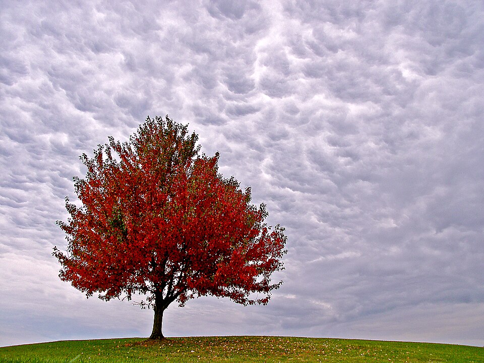 A tree at Masterson Station Park